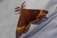 Lasiocampa quercus