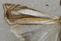 Crambus pascuella