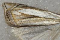 Crambus pascuella