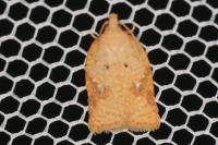 Acleris ferrugana/notana