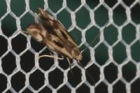 Elachista utonella