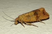 Celypha striana