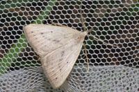Macrochilo cribrumalis