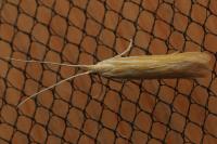 Coleophora