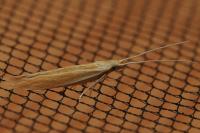 Coleophora