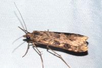 Nomophila noctuella