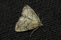 Evergestis pallidata