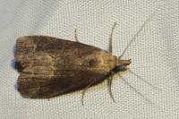 Schrankia costaestrigalis