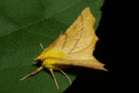 Ennomos alniaria
