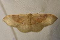 Idaea degeneraria