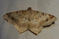 Macaria alternata