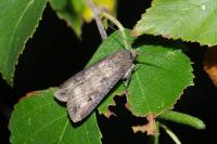 Agrotis ipsilon