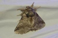 Thaumetopoea processionea