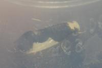 Monopis monachella
