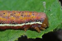 Lacanobia