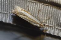 Crambus pascuella