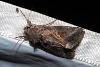 Autographa gamma