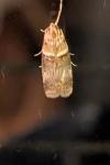 Acrobasis tumidana