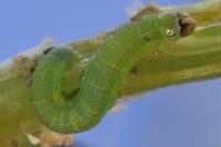 Gymnancyla canella