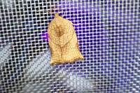 Archips podana