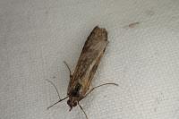 Nomophila noctuella