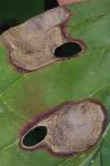 Antispila petryi