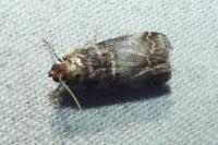 Acrobasis advenella