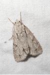 Acronicta psi/tridens