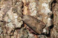 Agrotis ipsilon