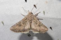 Anarta trifolii