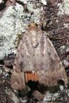 Amphipyra berbera/pyramidea