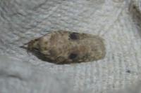 Agonopterix propinquella