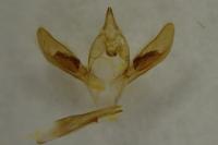 Pseudoterpna coronillaria