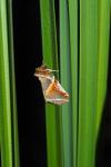 Habrosyne pyritoides