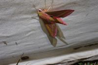 Deilephila elpenor