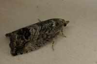 Cydia splendana