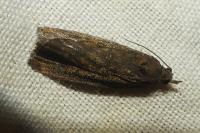 Endothenia quadrimaculana