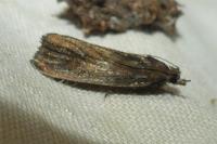 Endothenia quadrimaculana