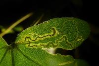 Stigmella aceris