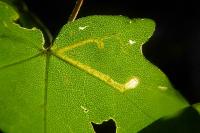 Stigmella aceris