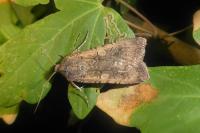 Peridroma saucia