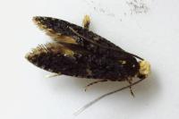 Monopis laevigella/weaverella