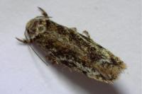 Psoricoptera gibbosella