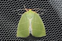 Bena bicolorana