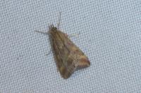 Pyrausta despicata