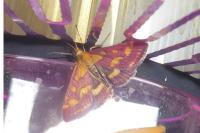 Pyrausta purpuralis