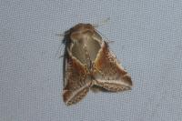 Habrosyne pyritoides
