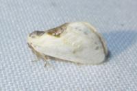 Cilix glaucata