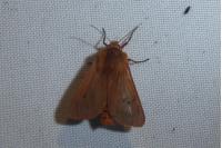 Phragmatobia fuliginosa