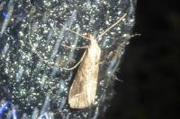 Schrankia costaestrigalis